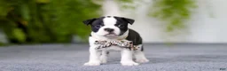 Boston Terrier dogs for sale: Bluey - Ad 10
