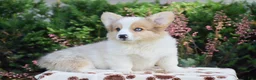 Welsh Corgi Pembroke dogs for sale: Falcon - Ad 3