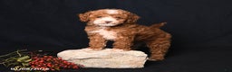 Toy Poodle dogs for sale: Mia  - Ad 4