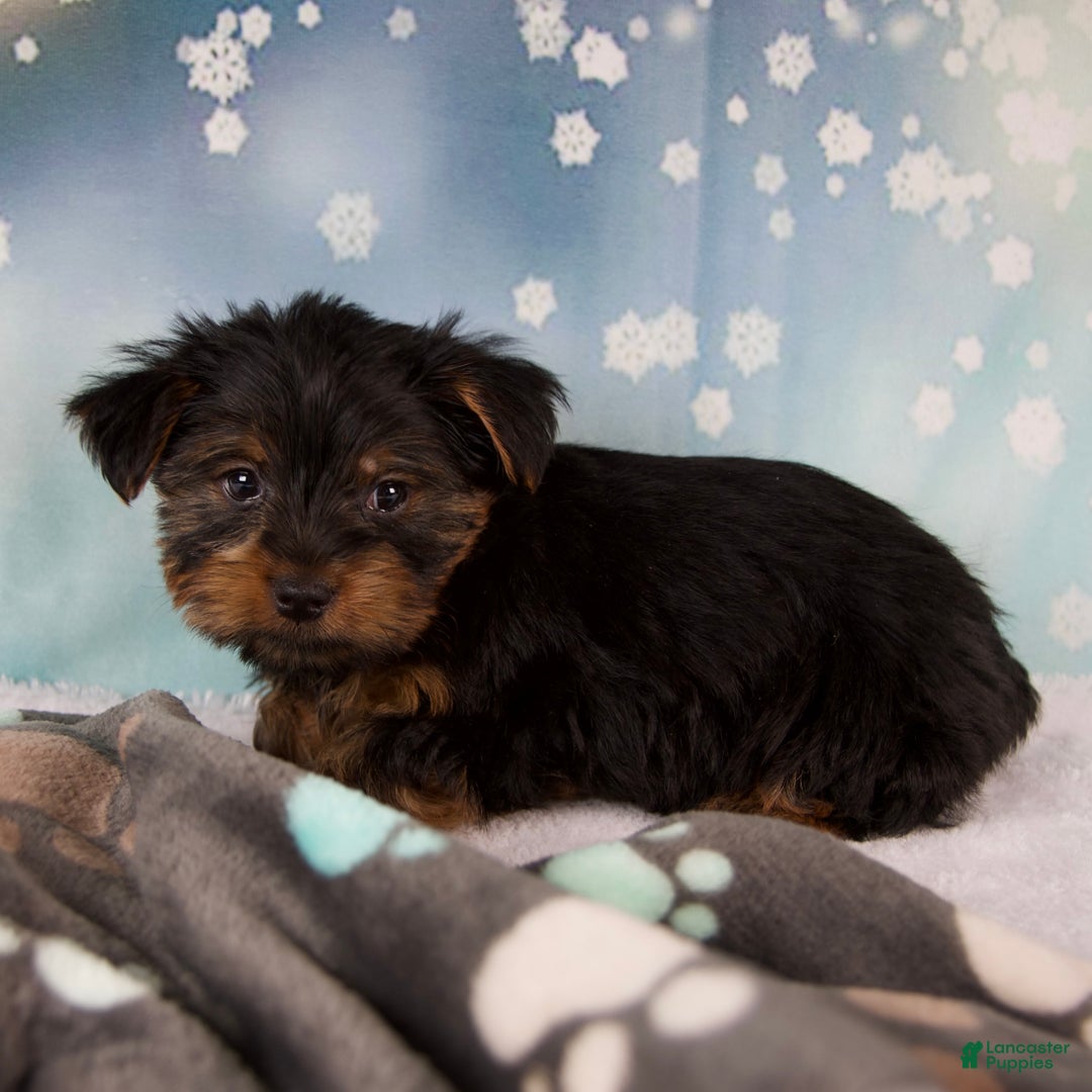 Yorkshire Terrier dogs for sale: Lela - Ad 6