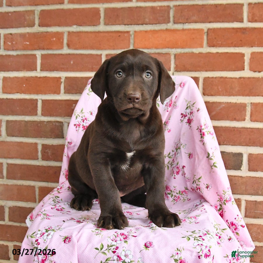 Labrador Retriever dogs Clover - Ad 1
