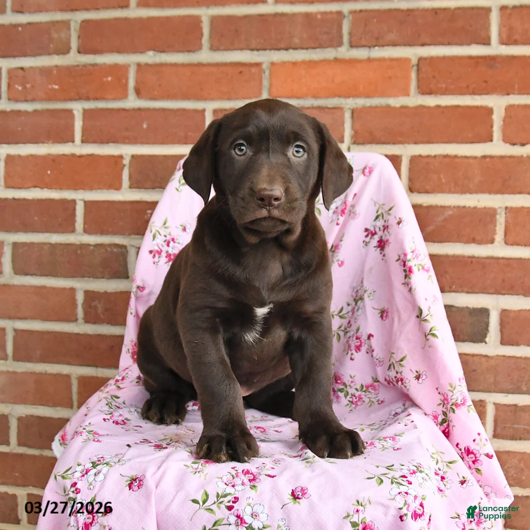 Labrador Retriever dogs for sale: Clover - Ad 1