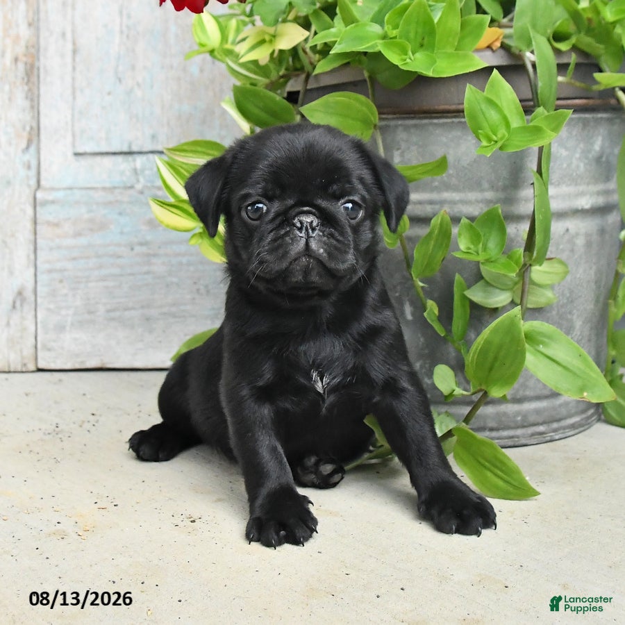 Pug dogs Rocky - Ad 1
