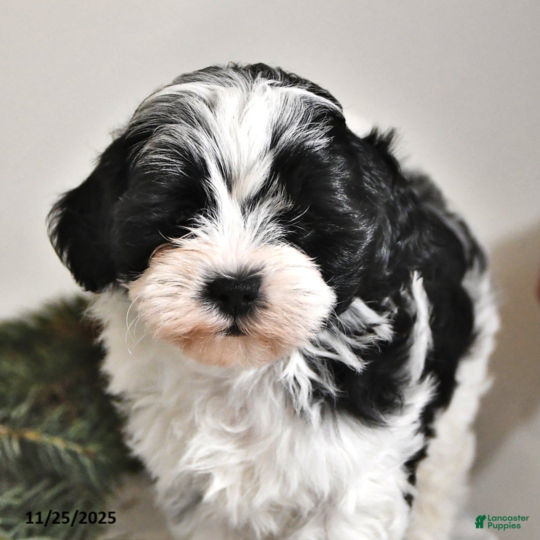 Shihpoo dogs for sale: Kate - Ad 2