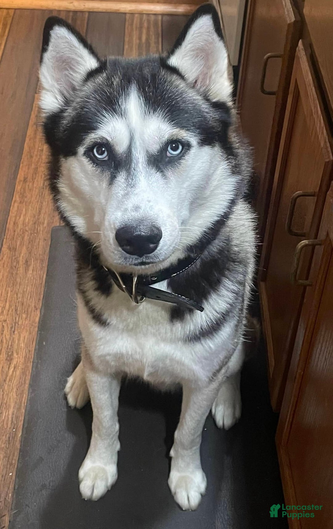 Siberian Husky dogs for sale: Izzy - Ad 5