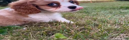 Cavalier King Charles Spaniel dogs for sale: Joshua Cavalier King Charles Spaniel  - Ad 11