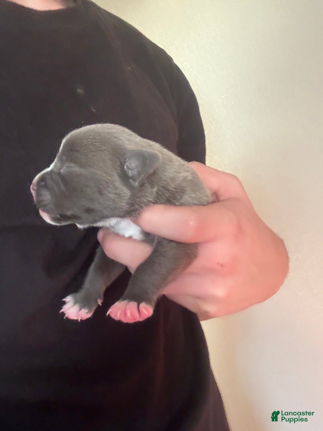 American Bully dogs for sale: American Bully Puppy 1 - Ad 3