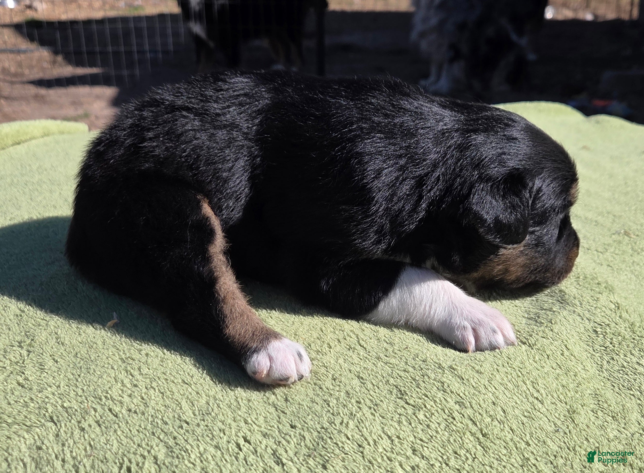 Australian Shepherd dogs Naomi - Ad 2