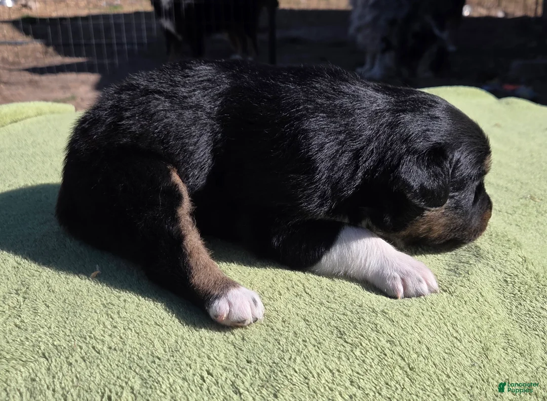 Australian Shepherd dogs for sale: Naomi - Ad 2