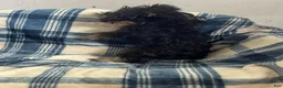 Yorkshire Terrier dogs for sale: Cory - Ad 5