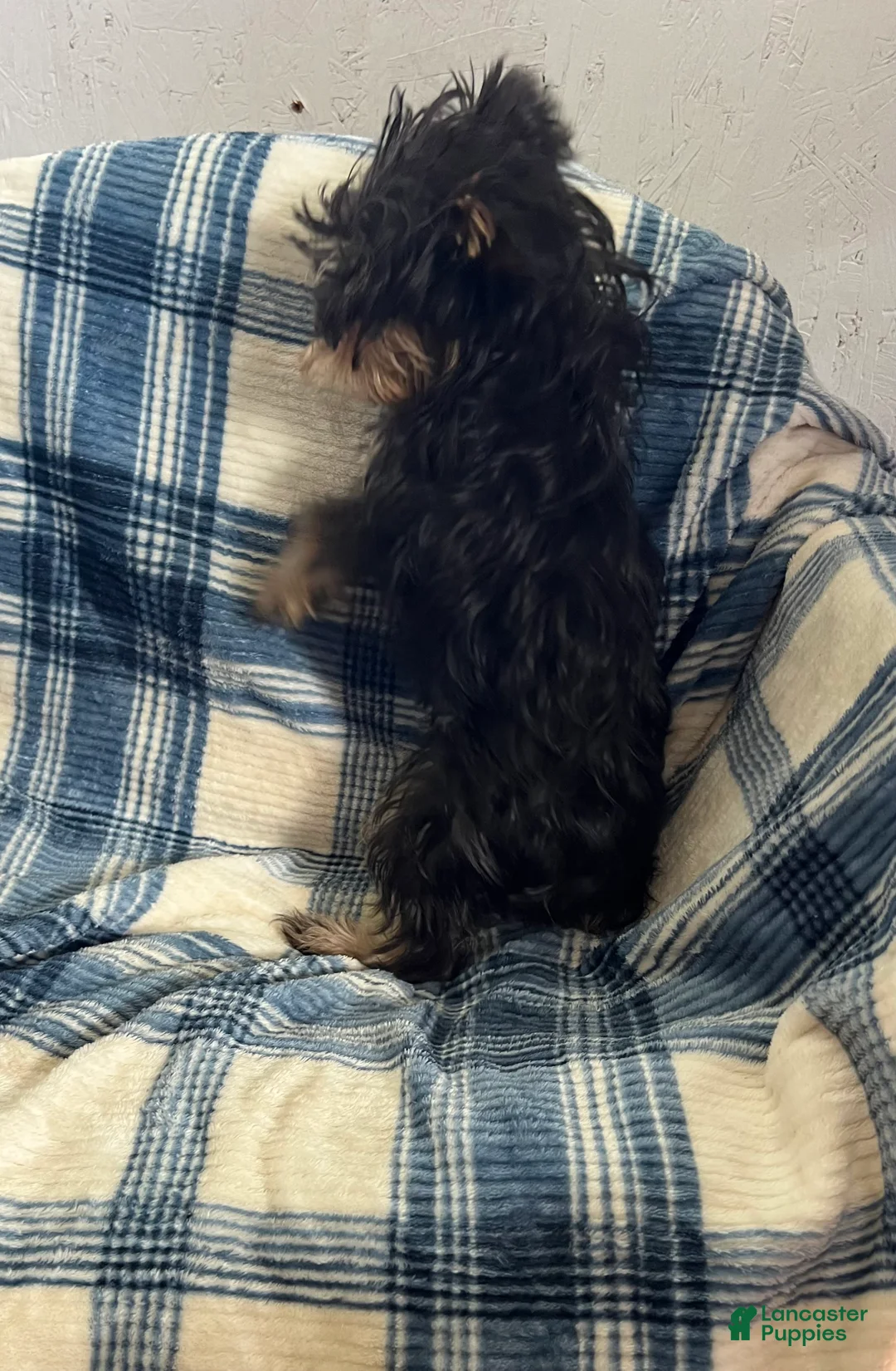 Yorkshire Terrier dogs for sale: Cory - Ad 5