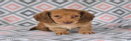 Dachshund dogs for sale: Pebbles - Ad 3