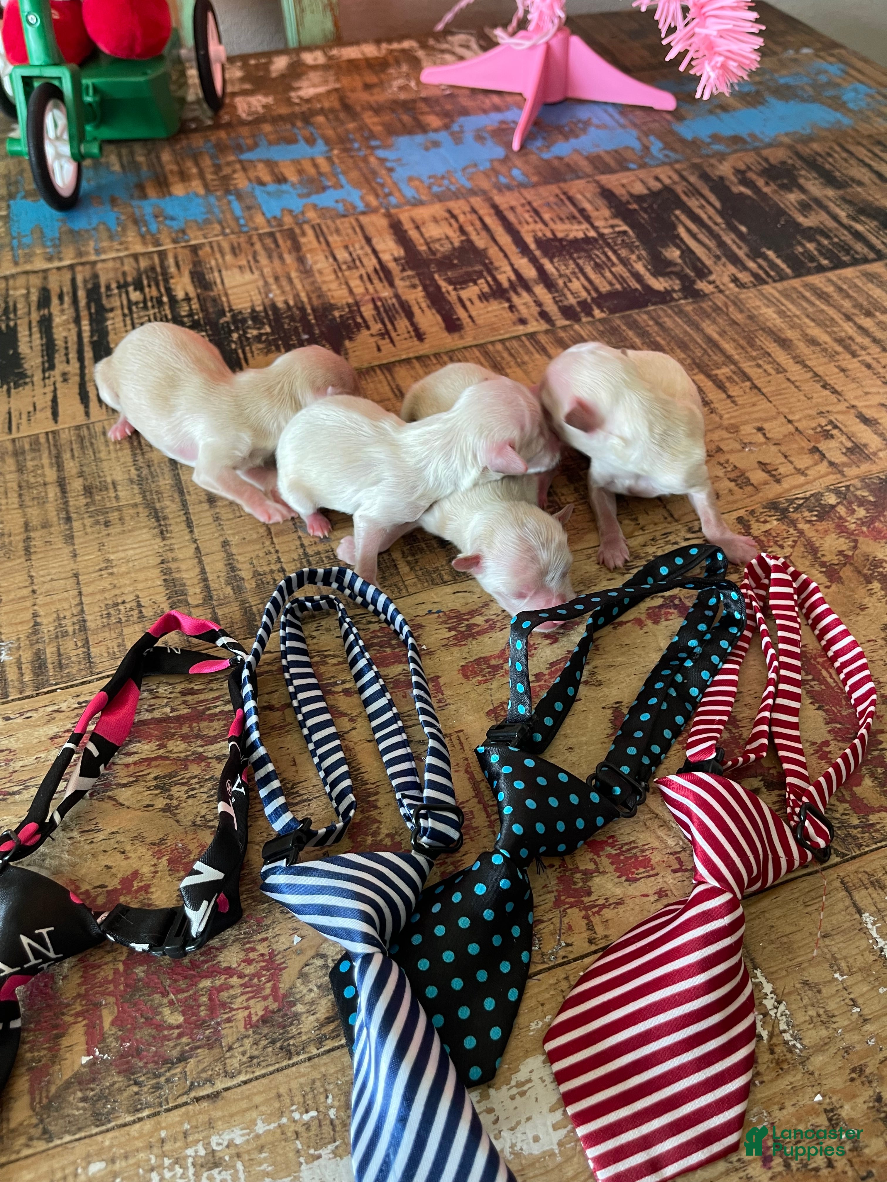 Maltipoo dogs Maltipoo Puppy 2 - Ad 22