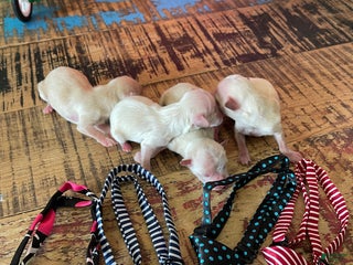 Maltipoo dogs Maltipoo Puppy 2 - Ad 10