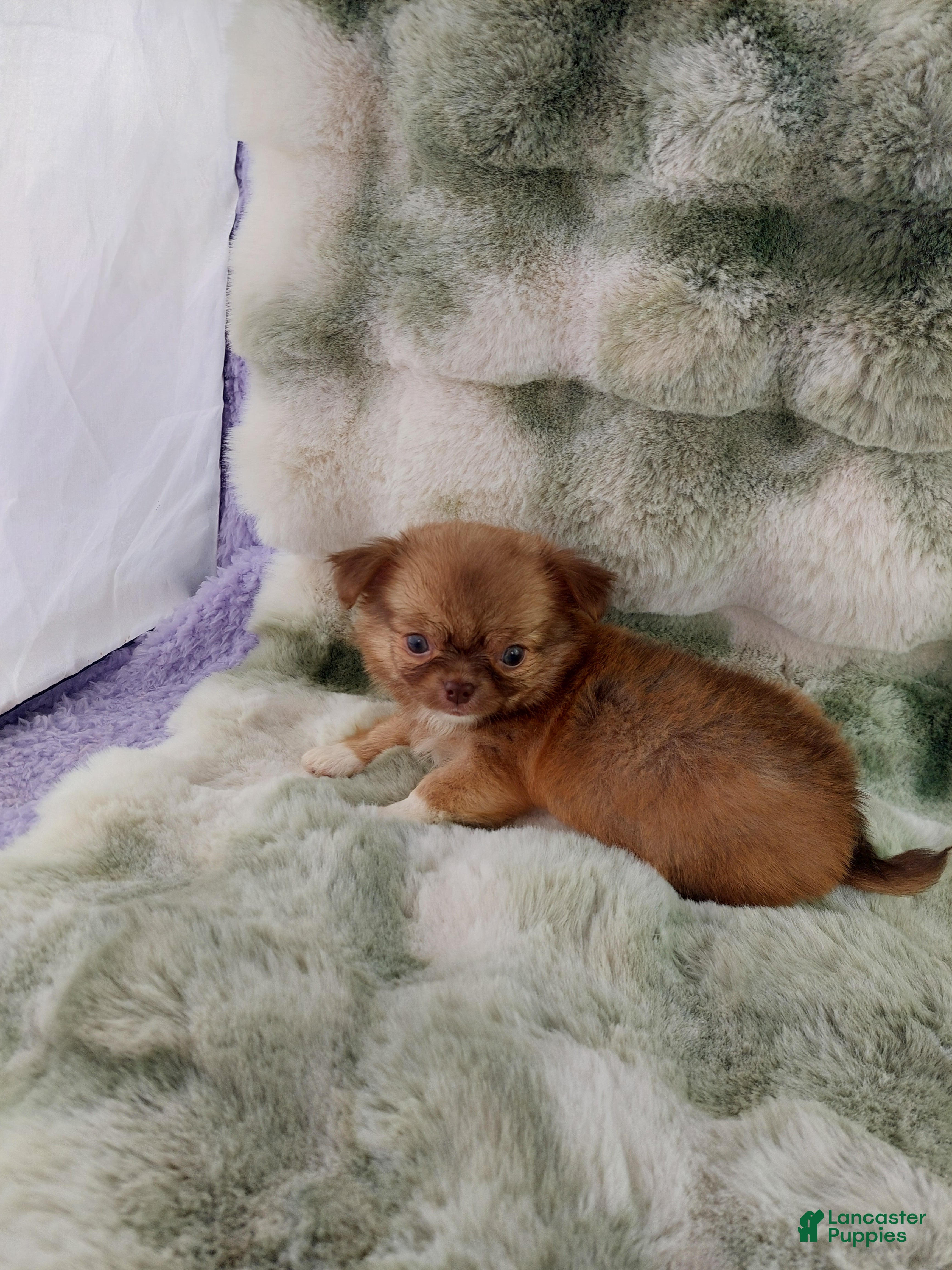 Chihuahua dogs AKC Carl - Ad 2