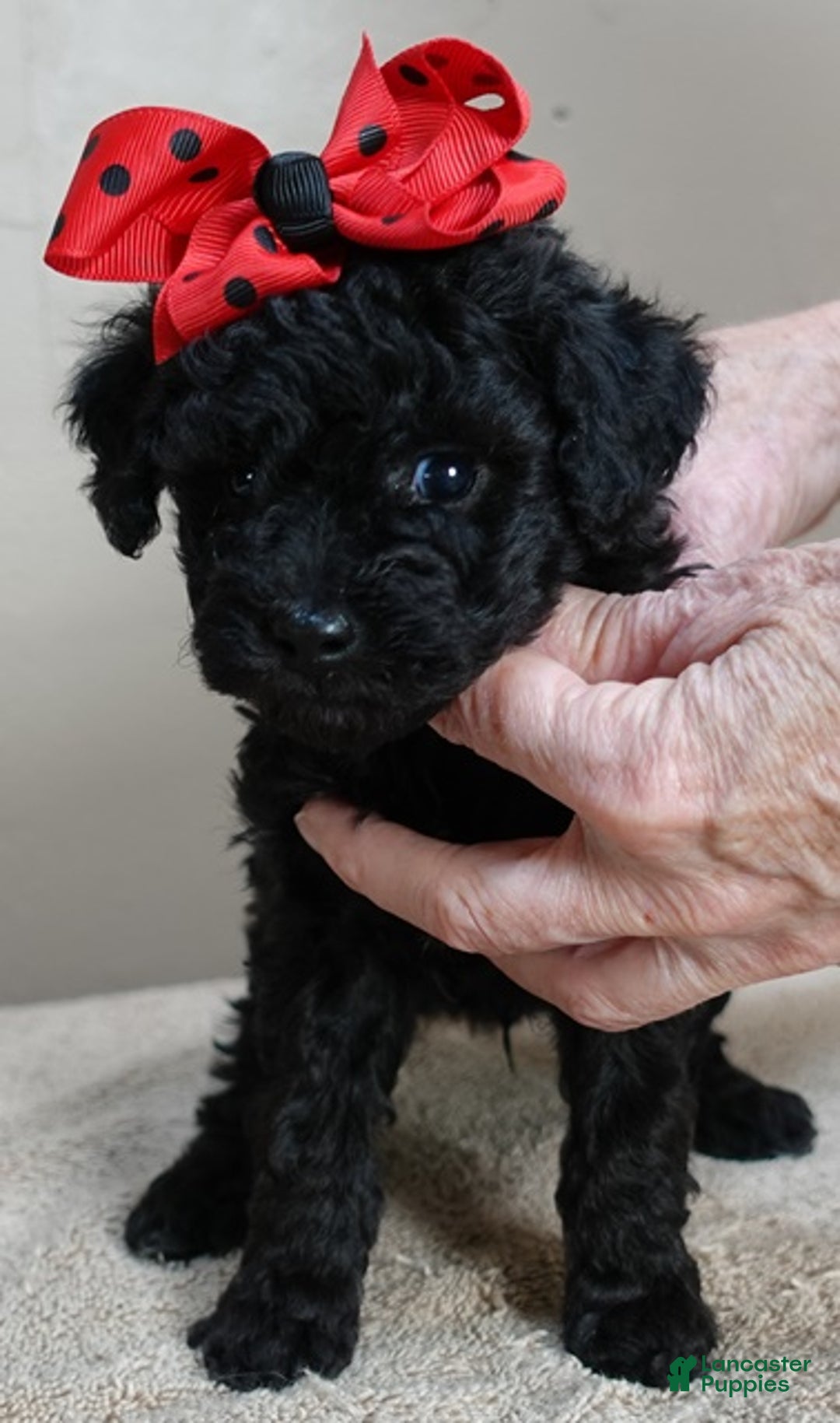 Toy Poodle dogs for sale: Kaida solid black - Ad 13