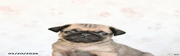 Pug dogs for sale: Twix - Ad 4