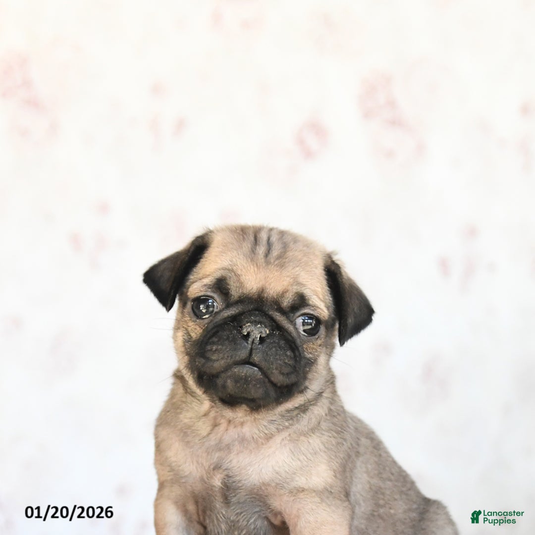 Pug dogs for sale: Twix - Ad 4
