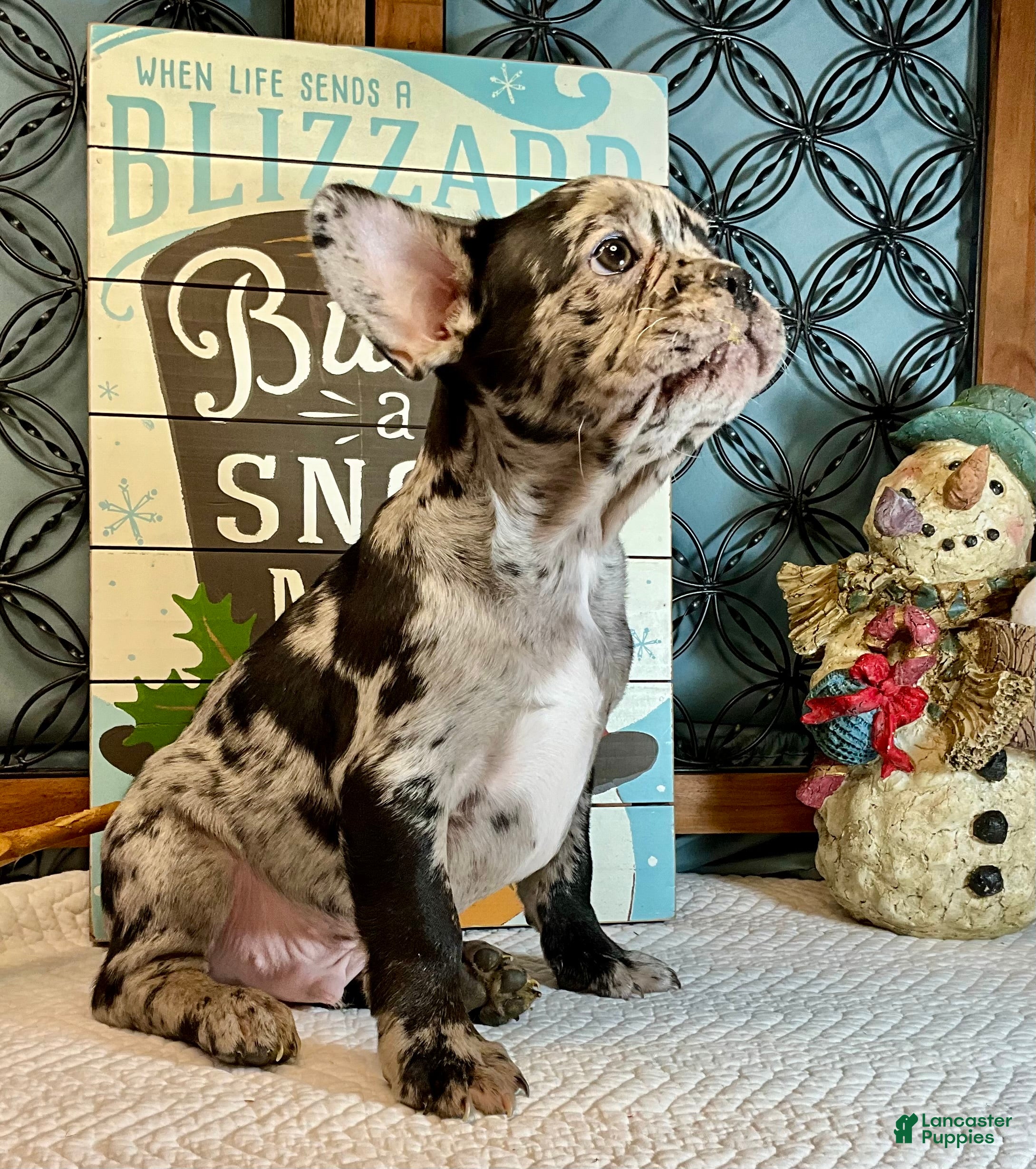 French Bulldog dogs Force  - Ad 16