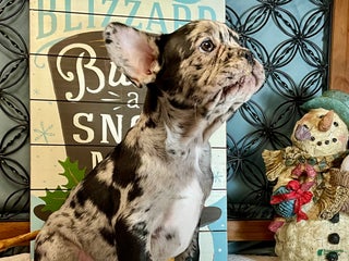 French Bulldog dogs Force - Ad 16