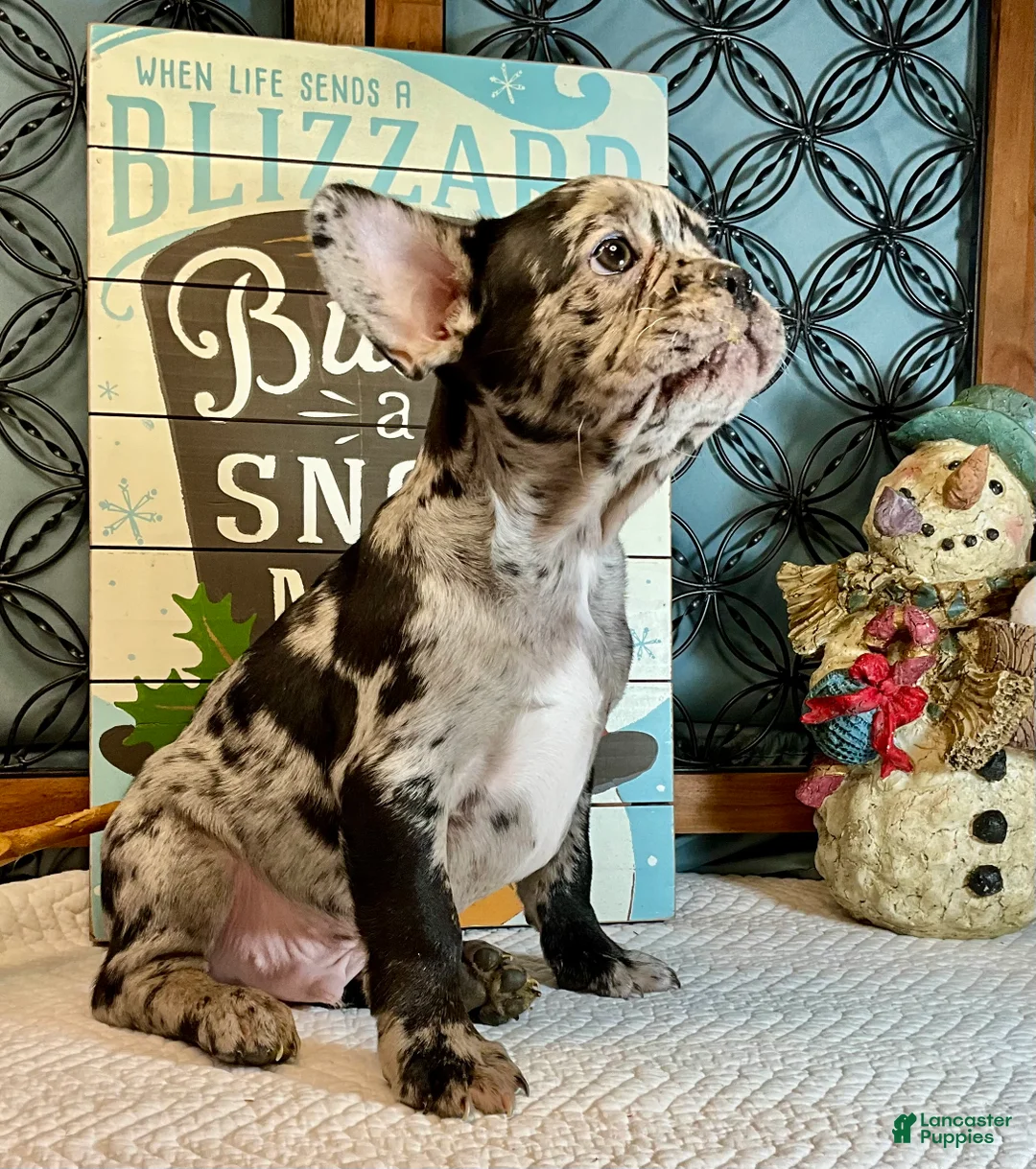 French Bulldog dogs for sale: Force  - Ad 9