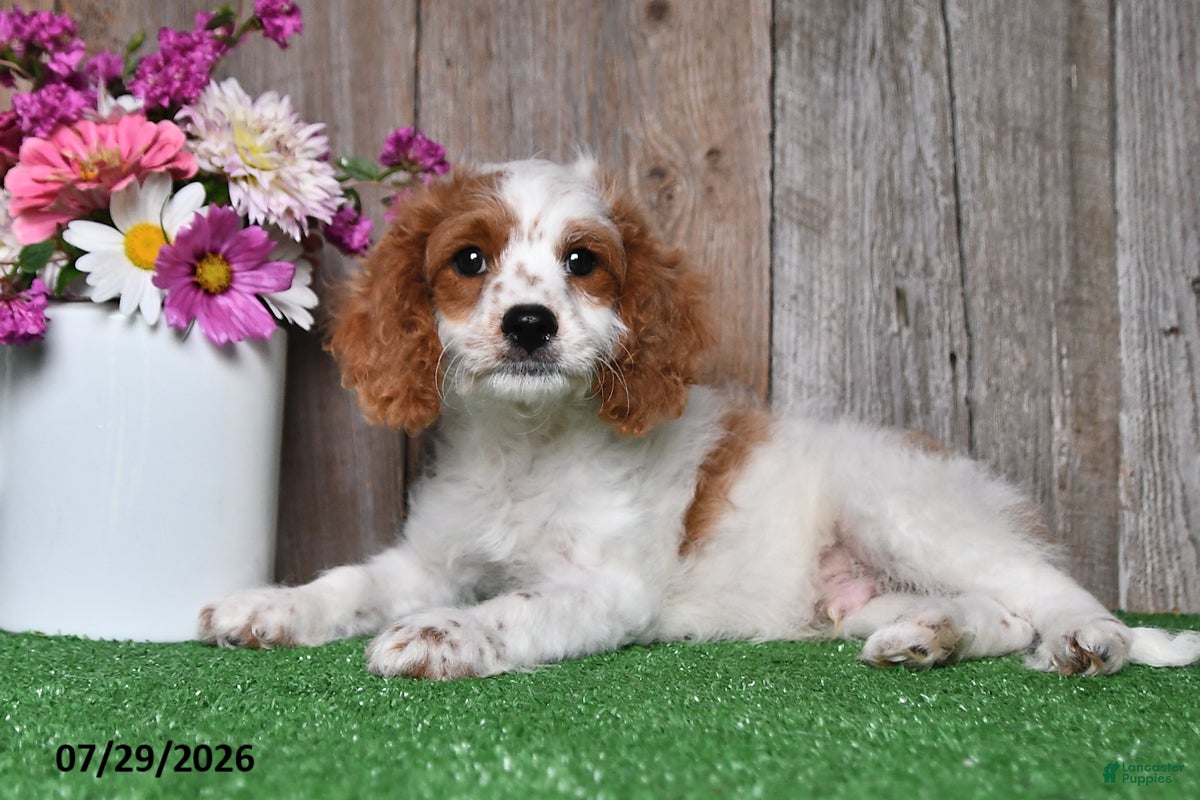 Cavapoo dogs for sale: Austin - Ad 4