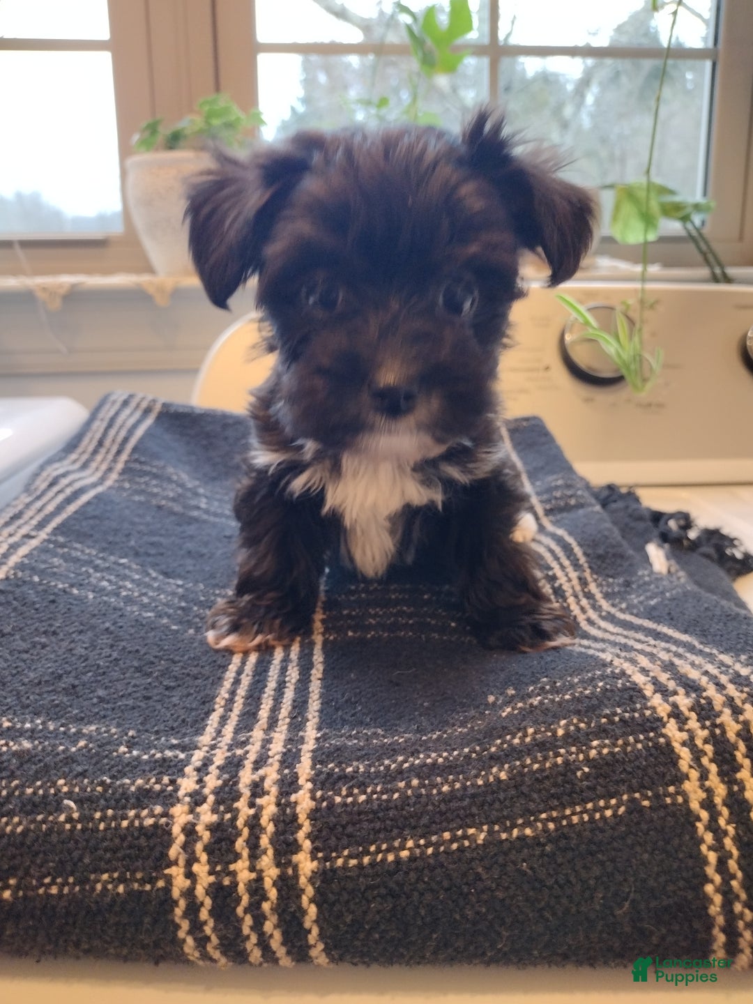 Yorkiepoo dogs for sale: Max - Ad 2