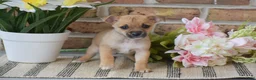 Chihuahua dogs for sale: Aiden - Ad 3
