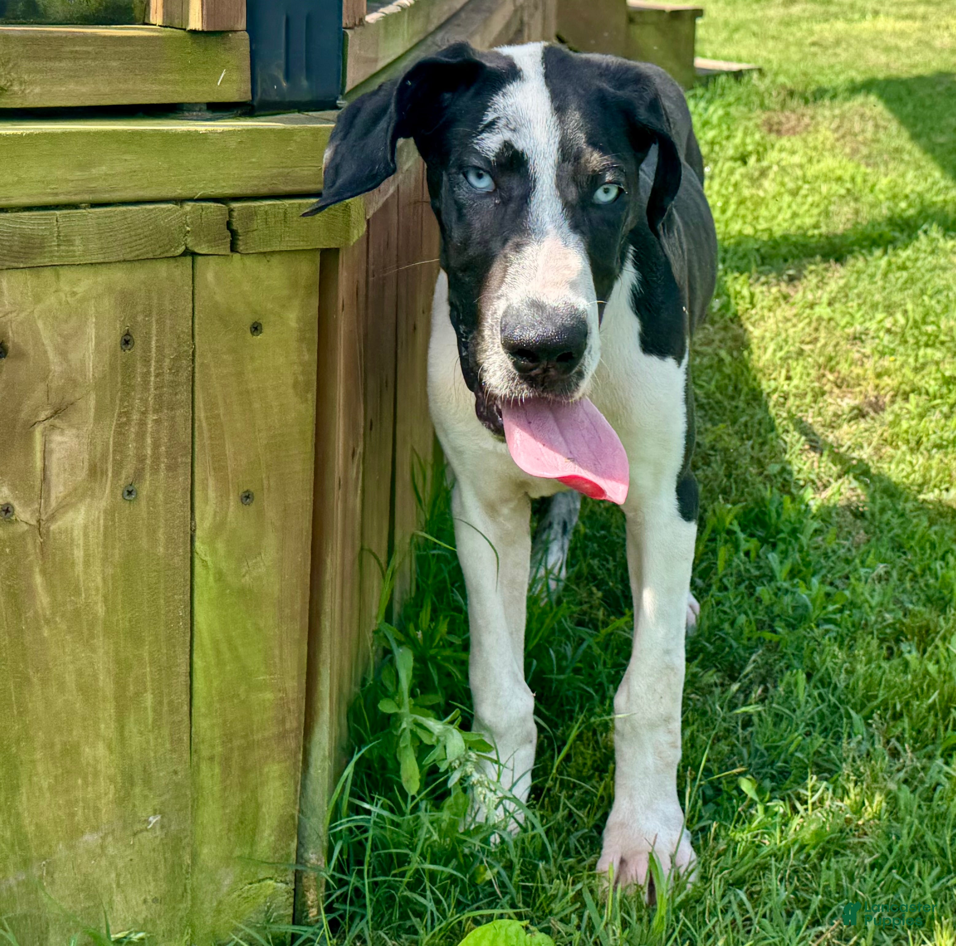 Great Dane dogs Harley - Ad 2