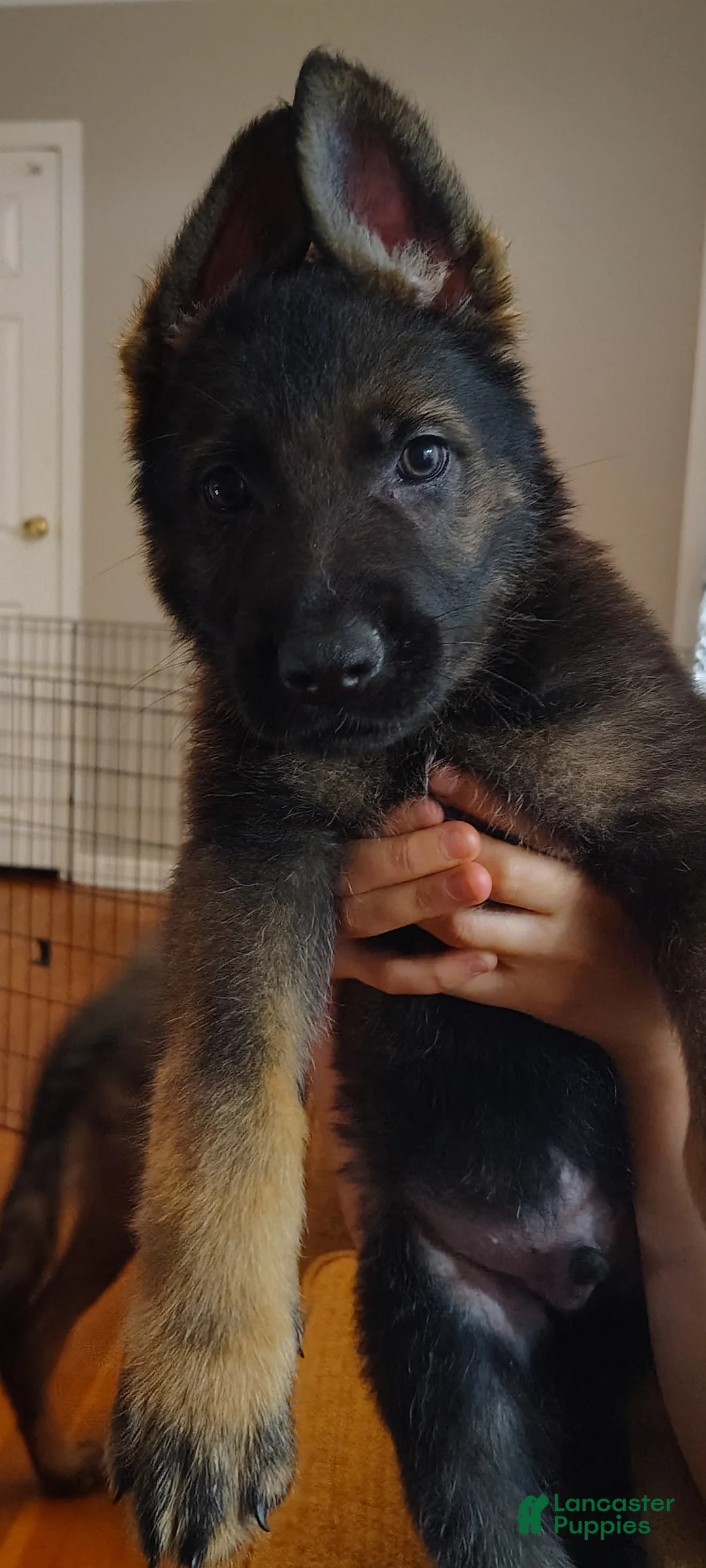 German Shepherd dogs for sale: Duke - Ad 1
