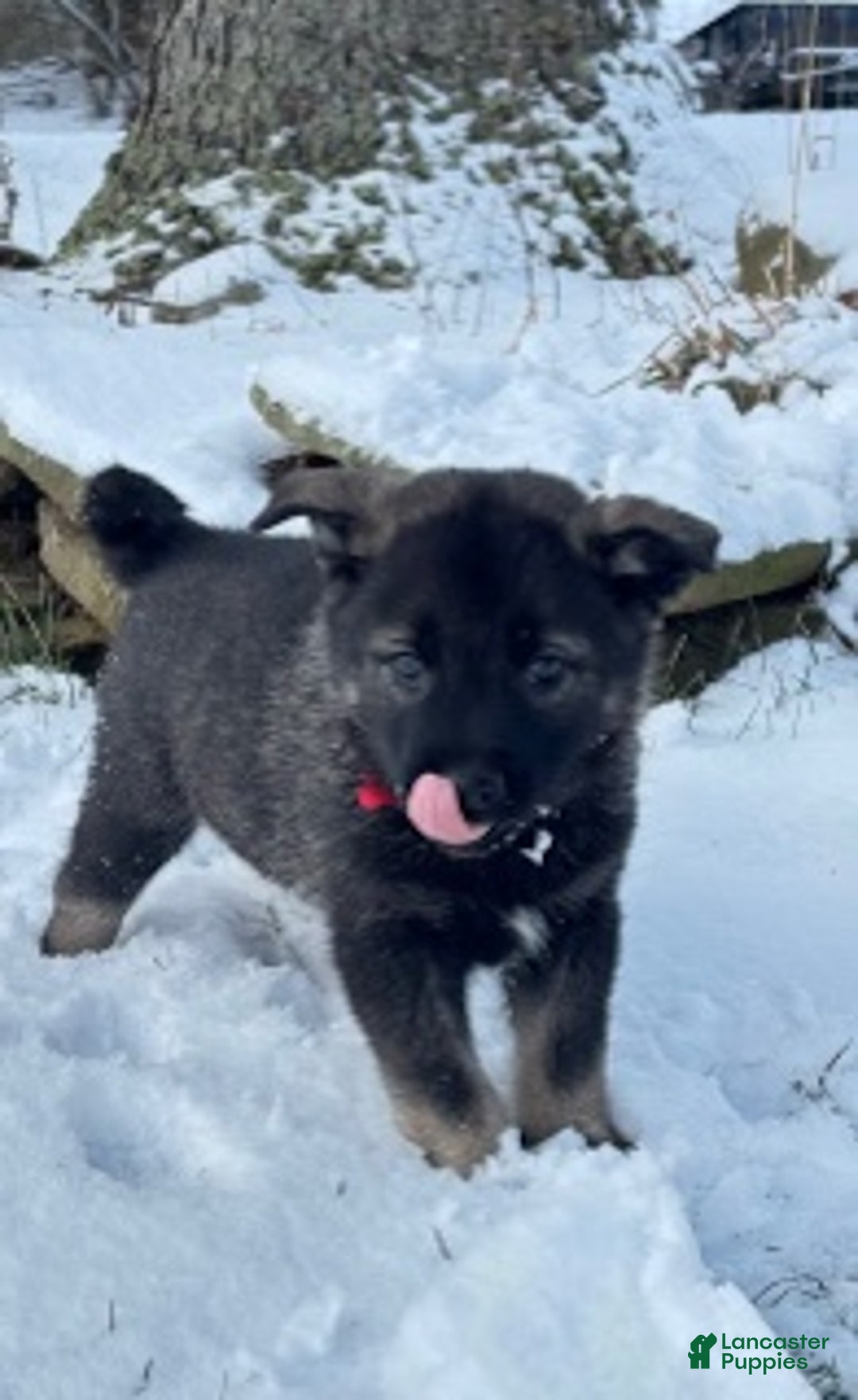 Norwegian Elkhound dogs for sale: Red Ryder - Ad 5