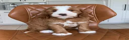 Mini Bernedoodle dogs for sale: Tux - Ad 4