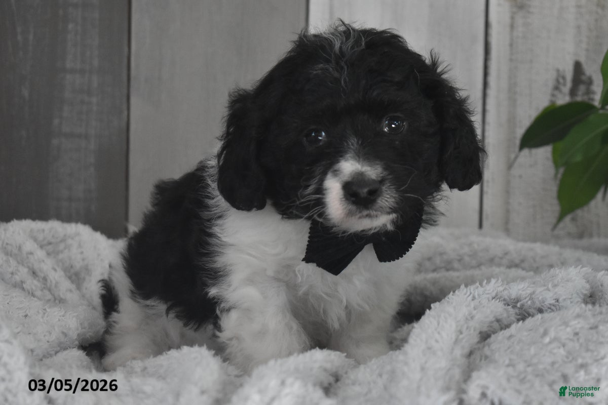 Cavapoo dogs Karson - Ad 2