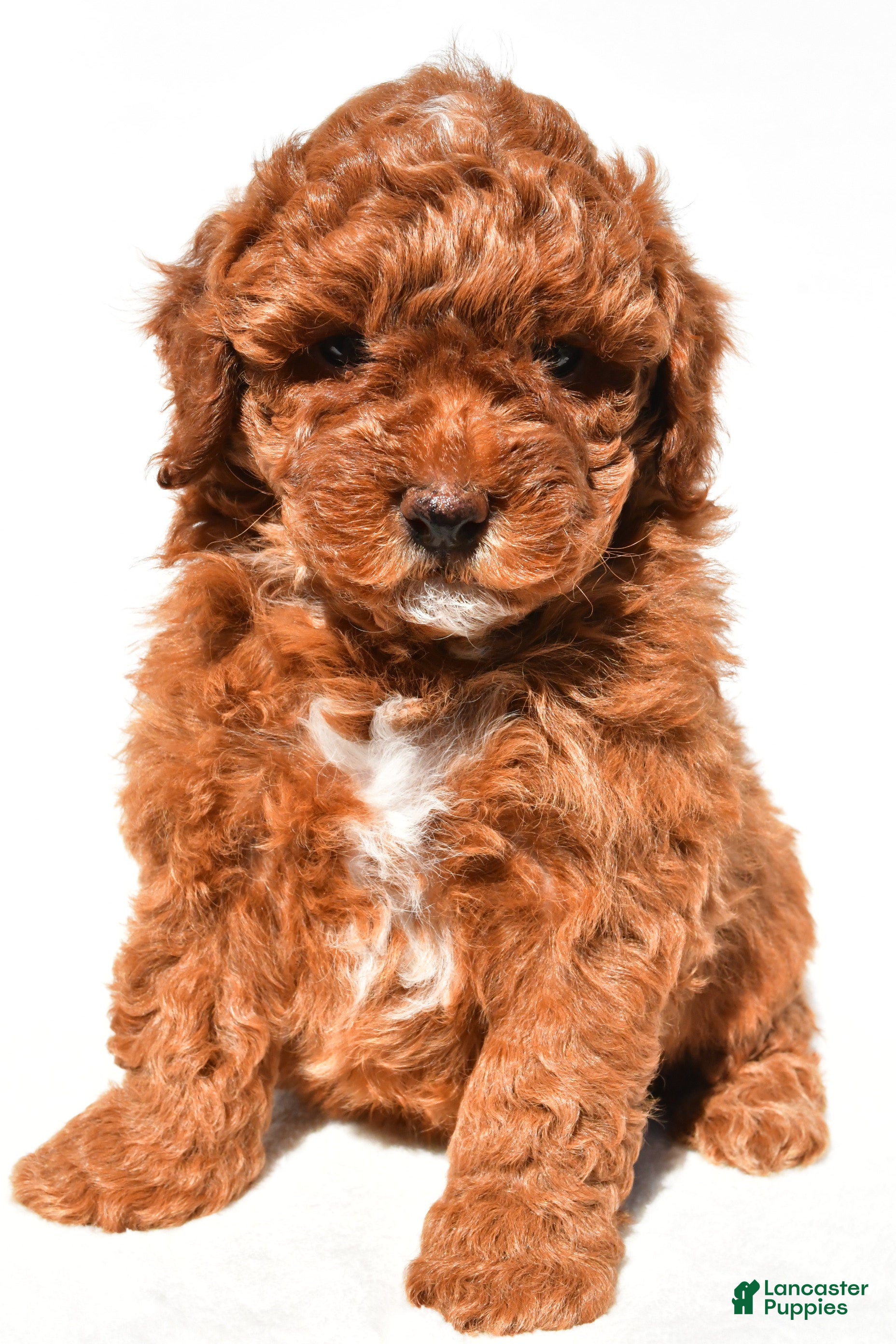 Miniature Poodle dogs Bailey - Ad 1