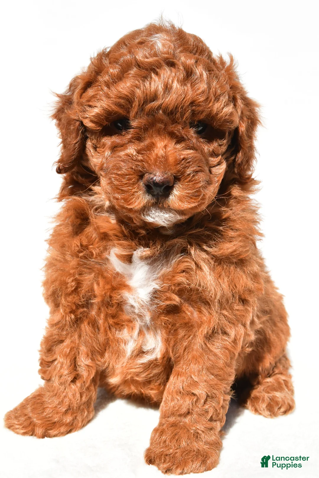 Miniature Poodle dogs for sale: Bailey - Ad 1