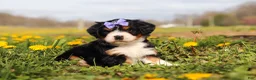 Mini Bernedoodle dogs for sale: Kayla - Ad 3