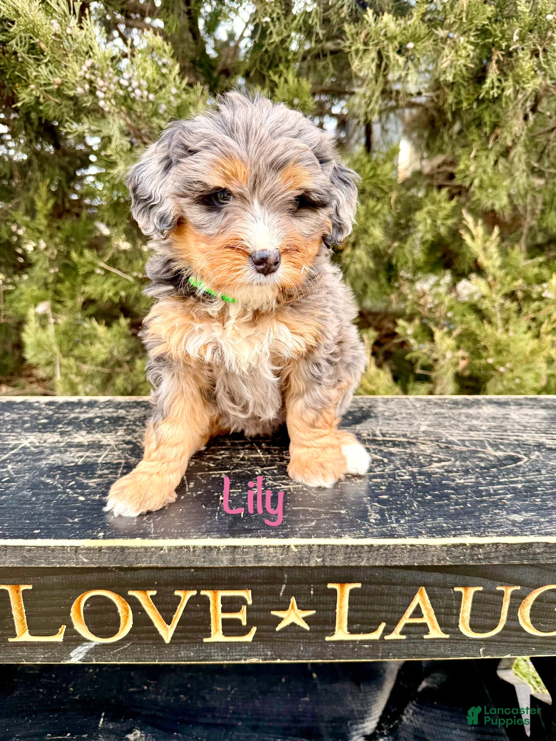 Bernedoodle dogs for sale: Lily - Ad 1