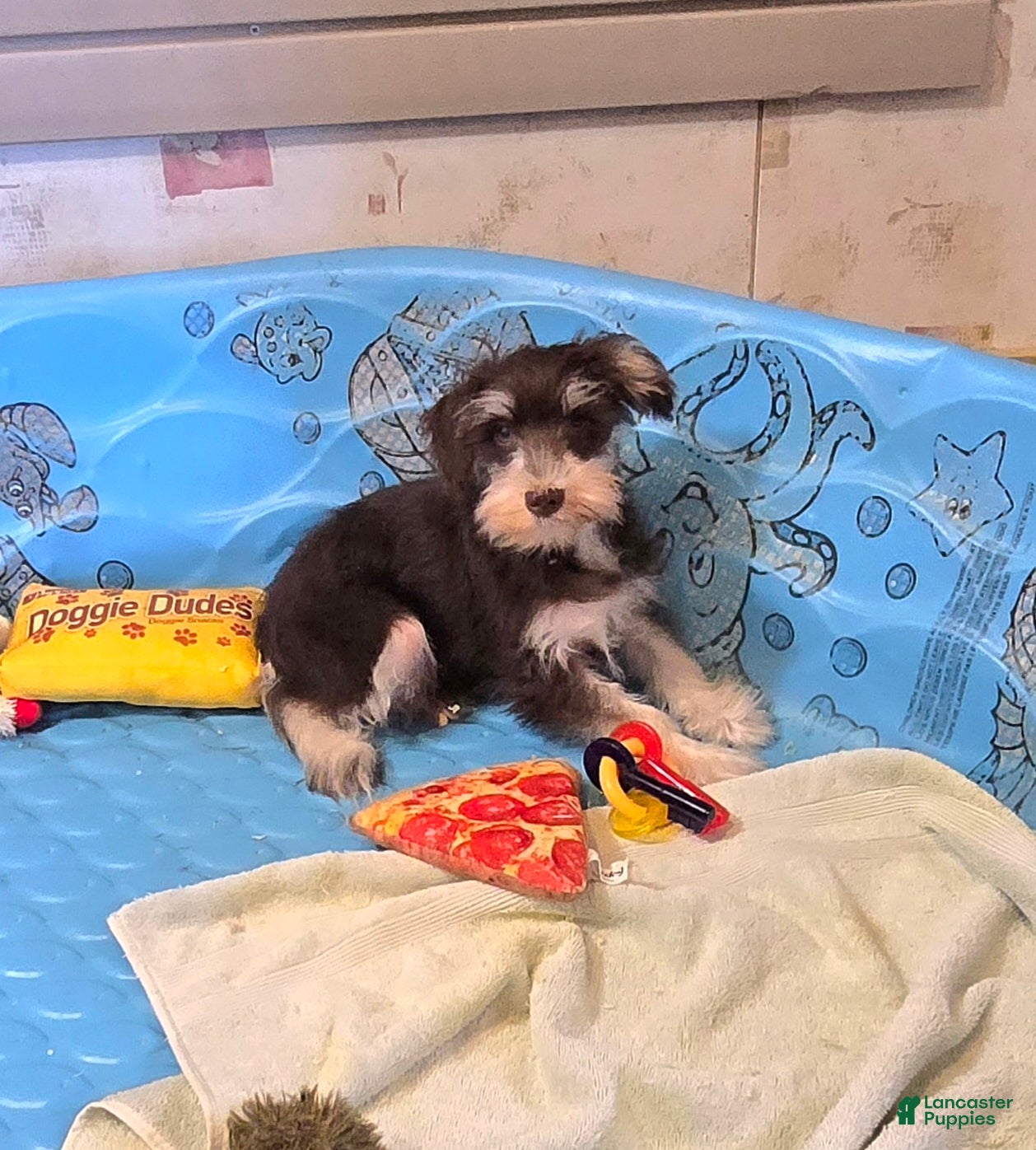 Miniature Schnauzer dogs Sherlock - Ad 1