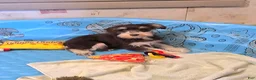 Miniature Schnauzer dogs for sale: Sherlock - Ad 1
