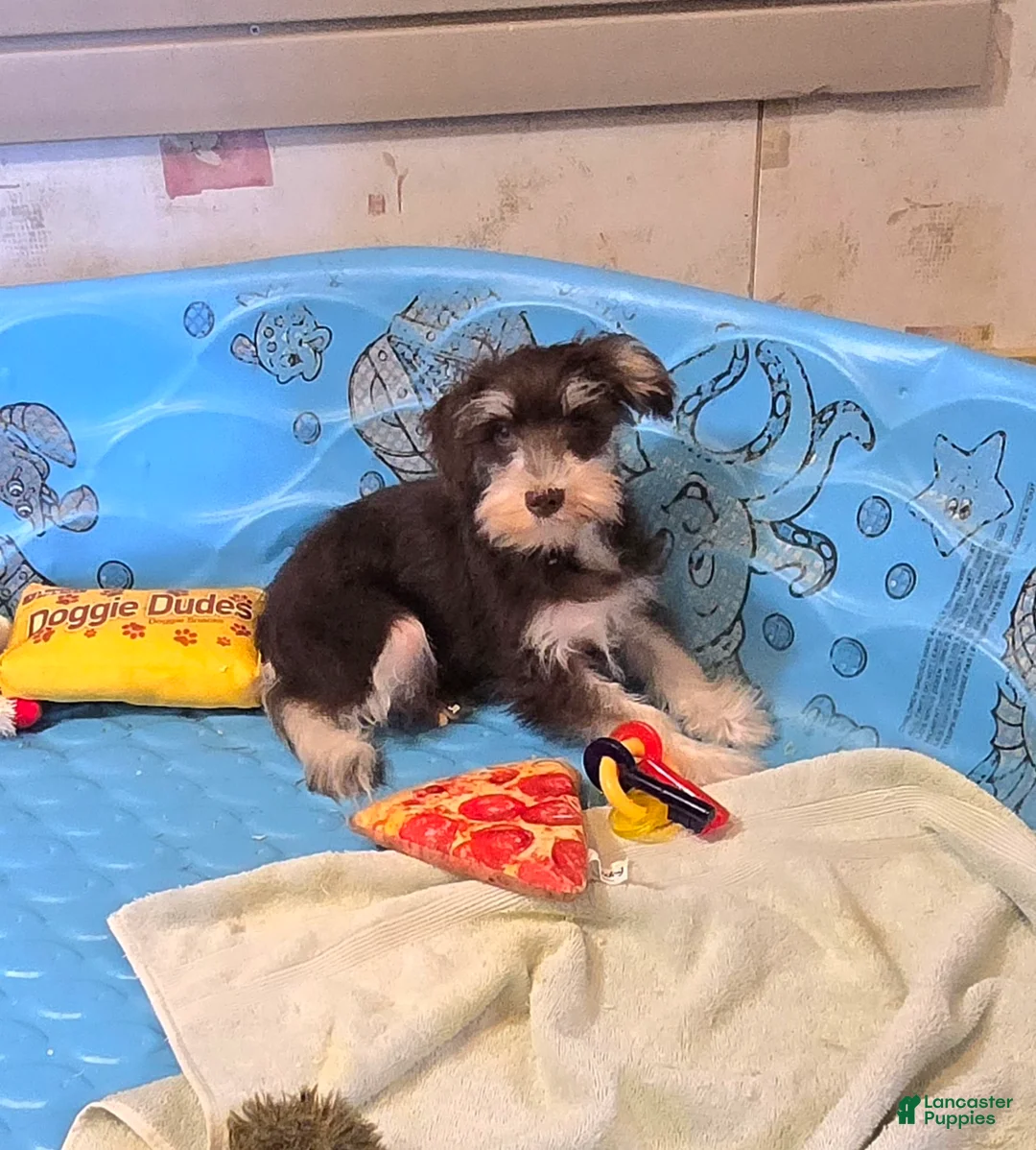 Miniature Schnauzer dogs for sale: Sherlock - Ad 1