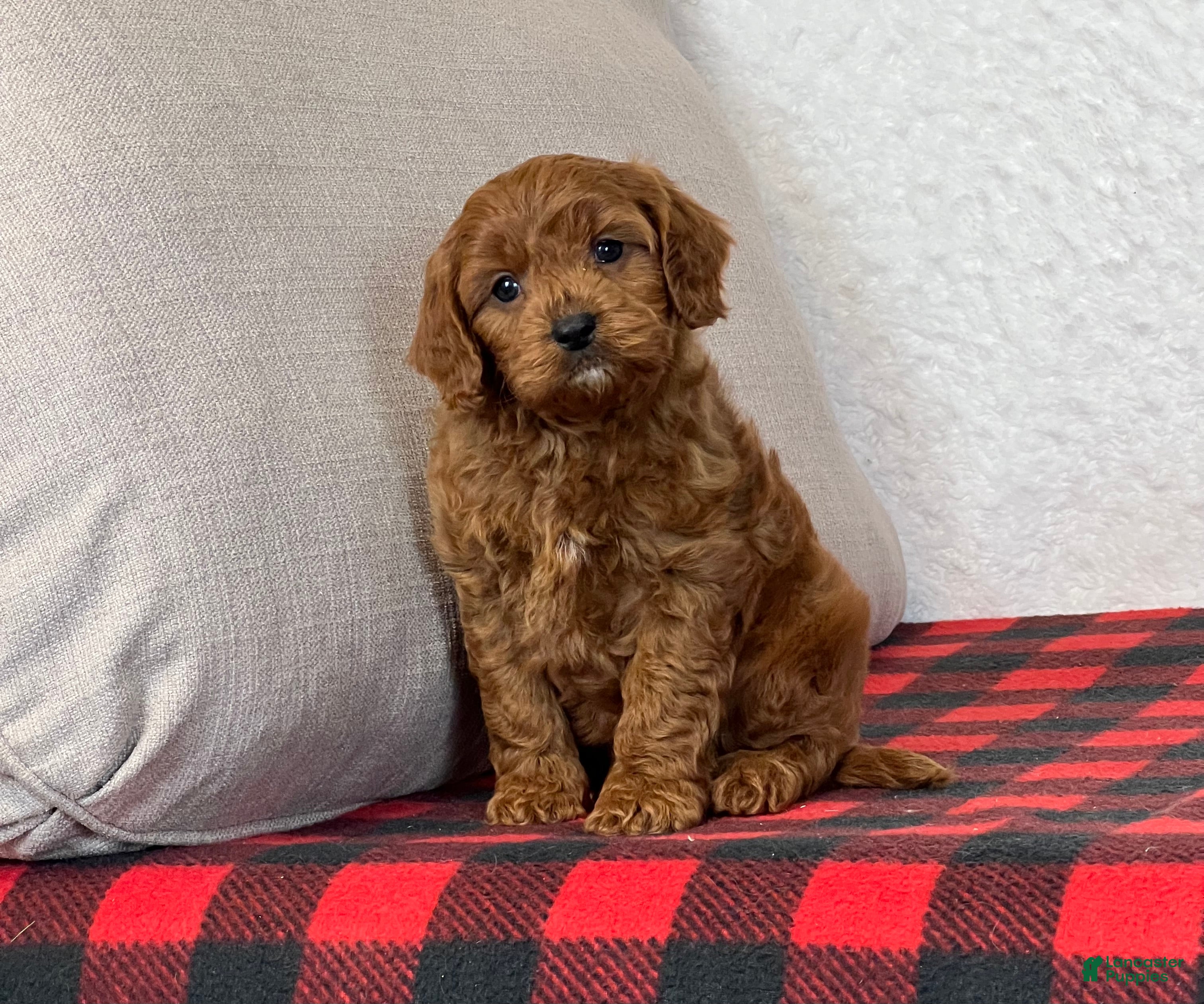 Cavapoo dogs Coby - Ad 2