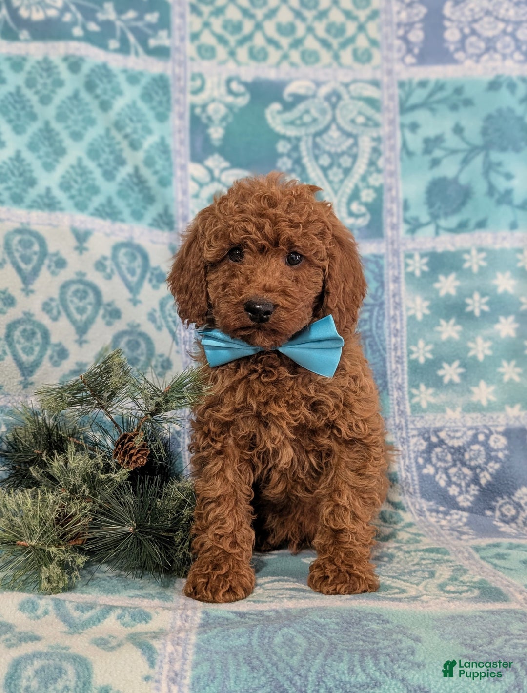 Miniature Poodle dogs for sale: Broderick - Ad 3