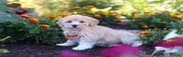 Havapoo dogs for sale: Benji - Ad 4