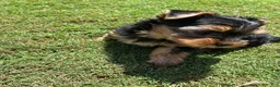 Yorkshire Terrier dogs for sale: Rosie - Ad 2