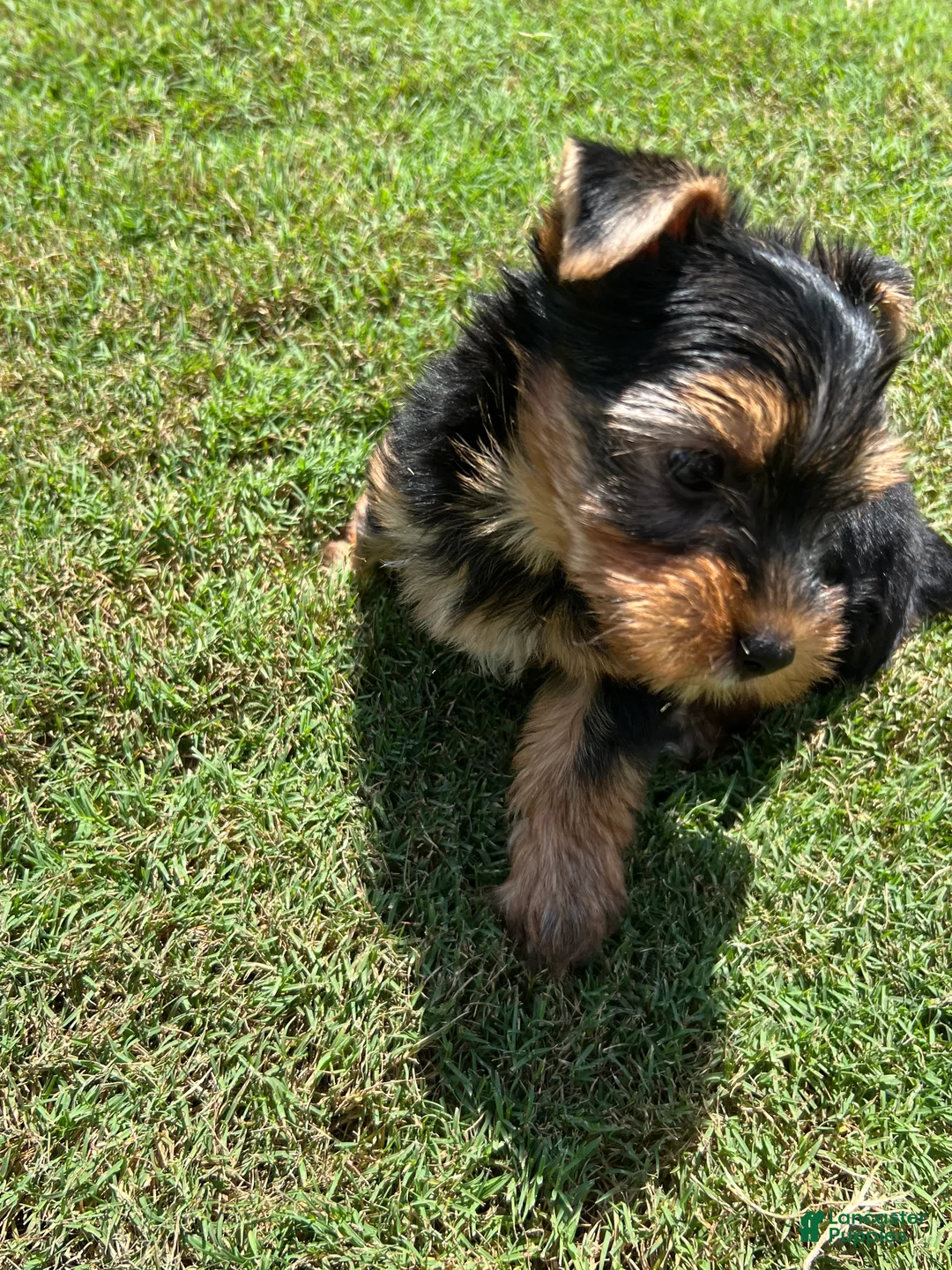 Yorkshire Terrier dogs for sale: Rosie - Ad 2