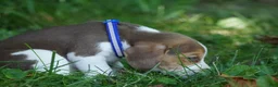 Beagle dogs for sale: Otis - Ad 12