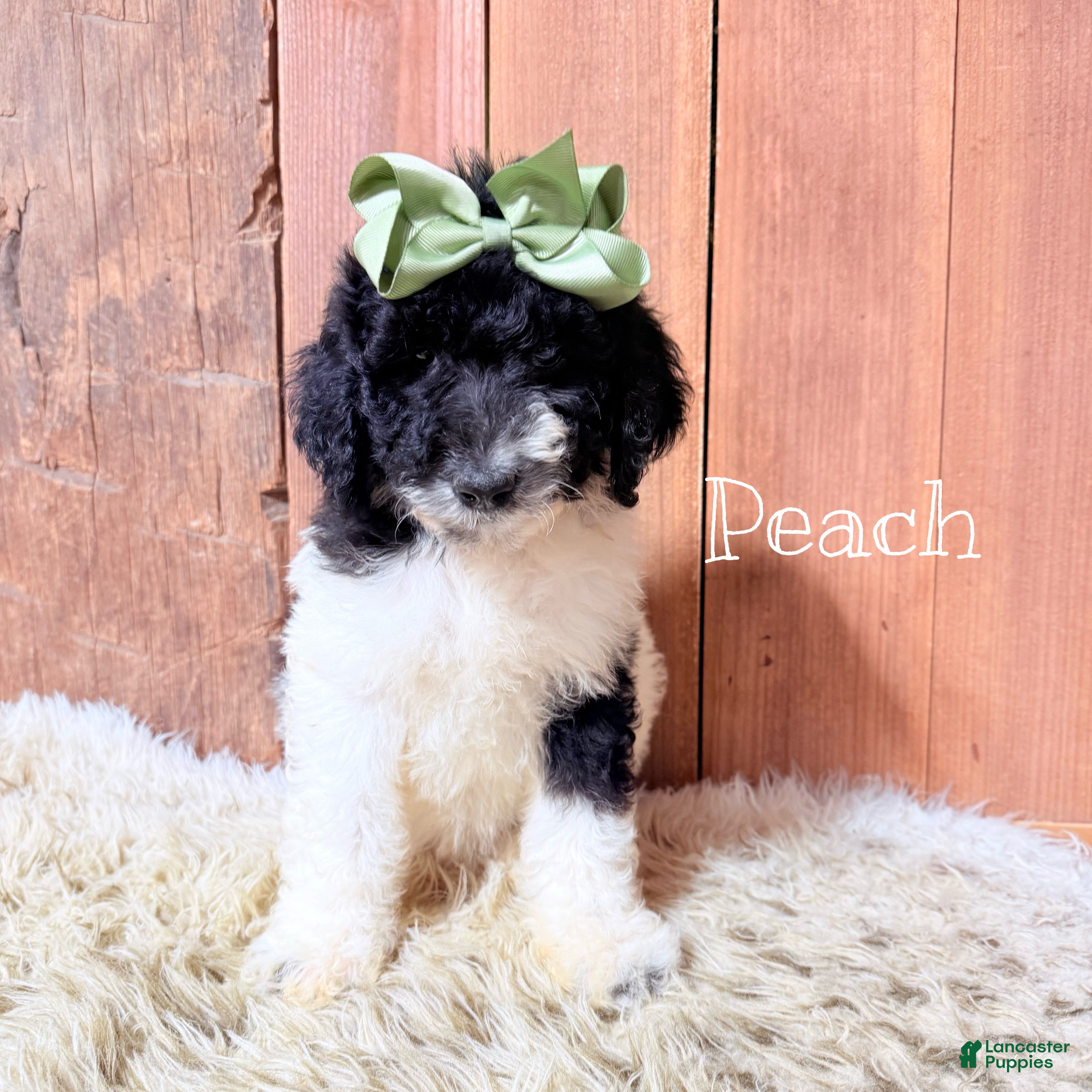 Saint Berdoodles dogs Peach - Ad 4