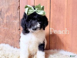 Saint Berdoodles dogs Peach - Ad 11
