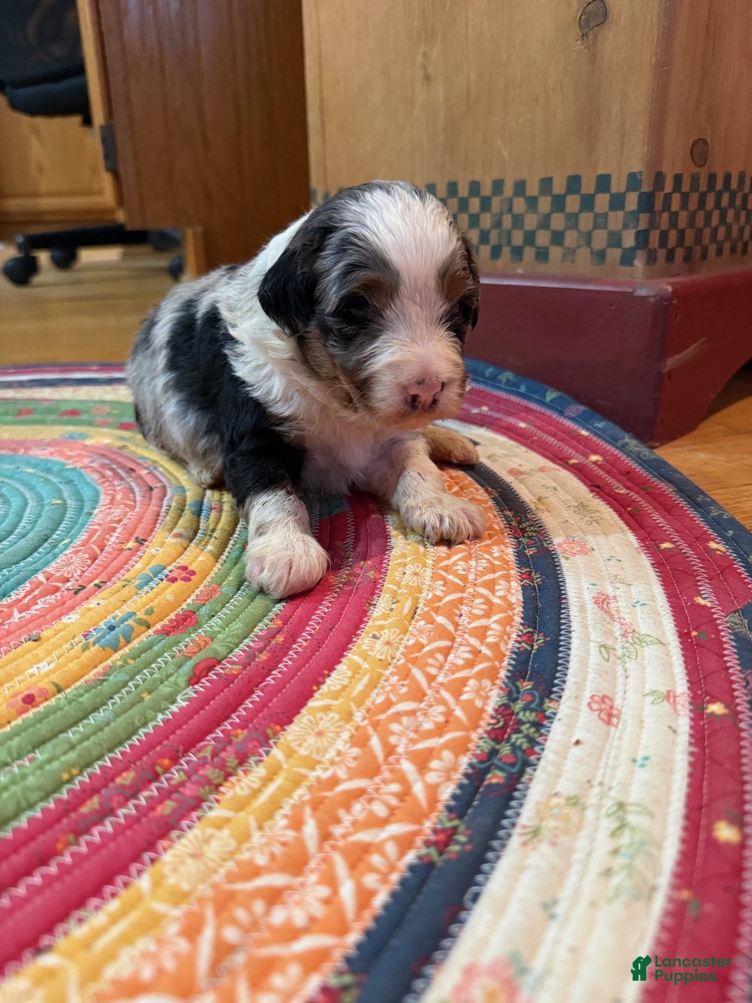 Mini Bernedoodle dogs for sale: Ollie - Ad 1