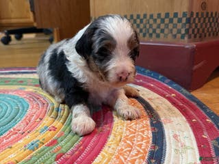 Mini Bernedoodle dogs Ollie - Ad 16